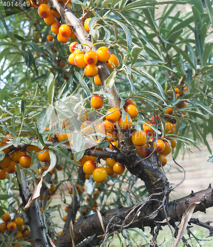 Image of sea buckthorn berry