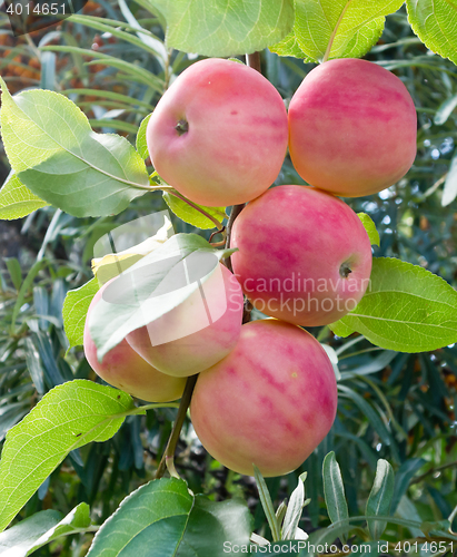 Image of ripe red apples