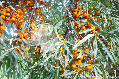 Image of sea buckthorn berry