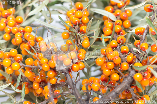 Image of sea buckthorn berries