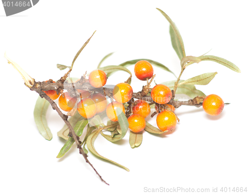 Image of sea buckthorn on white