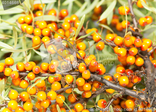 Image of sea buckthorn berries