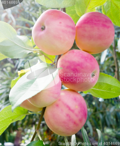 Image of ripe red apples
