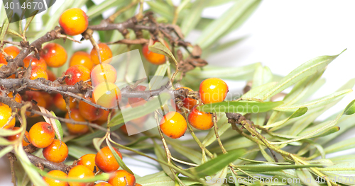 Image of sea buckthorn on white