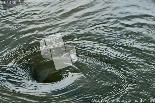 Image of Water vortex