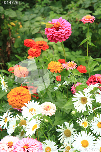 Image of zinnia flowers background