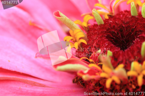 Image of zinnia flower background