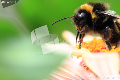 Image of humblebee and zinnia flower