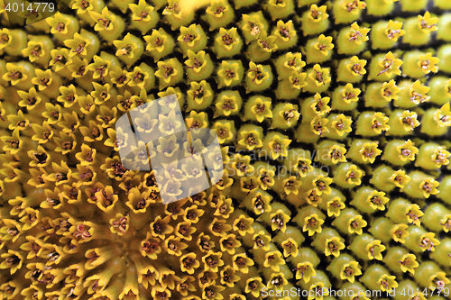 Image of detail of sunflower