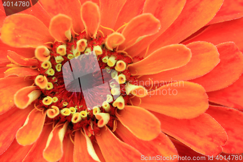 Image of zinnia flower background