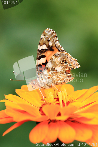 Image of zinnia and butterfly