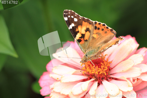 Image of zinnia and butterfly