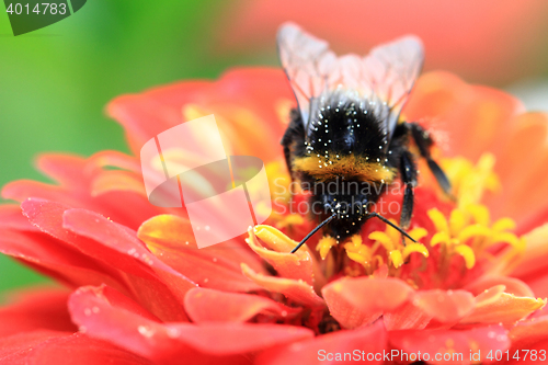 Image of humblebee and zinnia flower