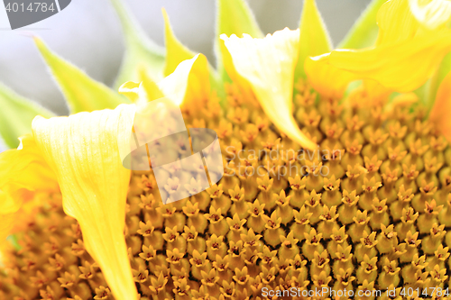 Image of detail of sunflower