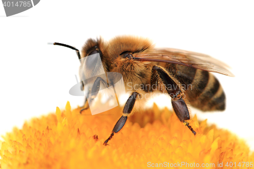 Image of bee and flower