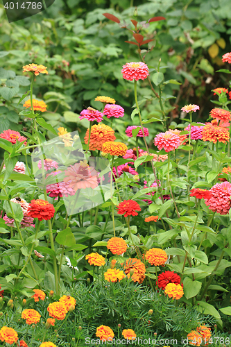 Image of zinnia flowers background