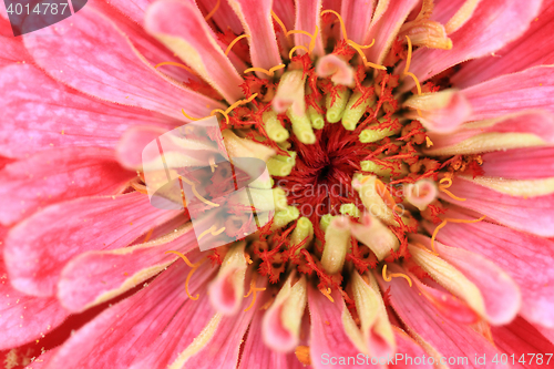 Image of zinnia flower background