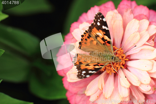 Image of zinnia and butterfly
