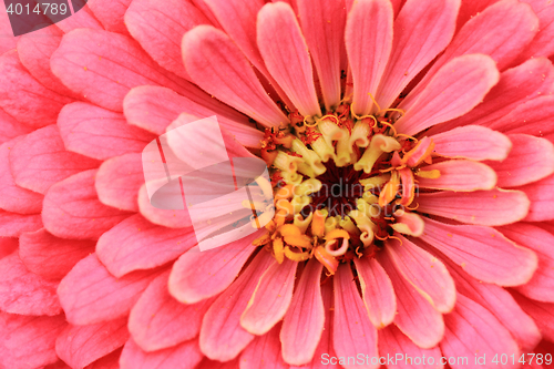 Image of zinnia flower background
