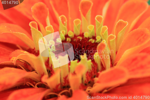 Image of zinnia flower background
