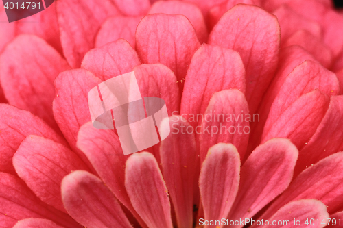 Image of zinnia flower background
