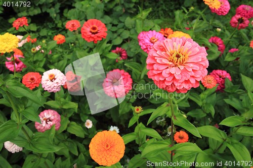 Image of zinnia flowers background
