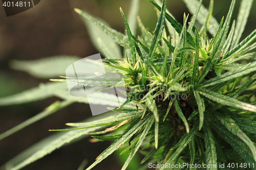 Image of green marijuana plant 