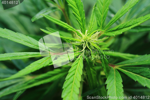 Image of green marijuana plant 