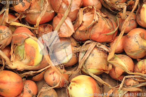 Image of fresh onion background