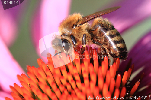 Image of bee and echinacea flower