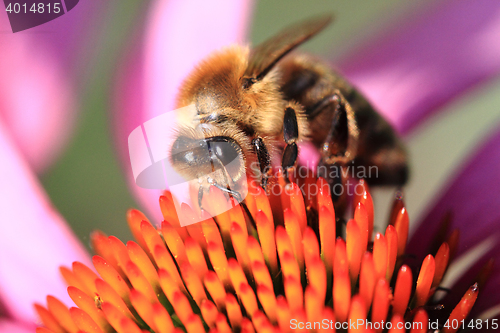 Image of bee and echinacea flower