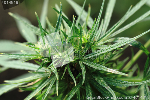 Image of green marijuana plant 