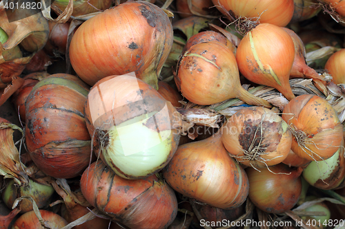 Image of fresh onion background