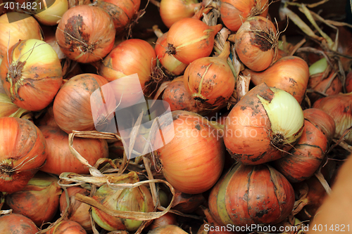 Image of fresh onion background