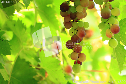 Image of red grapes in the sun