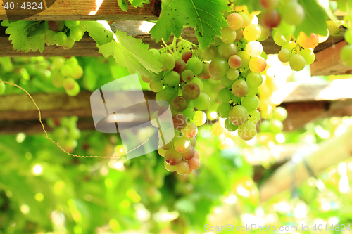Image of red grapes in the sun