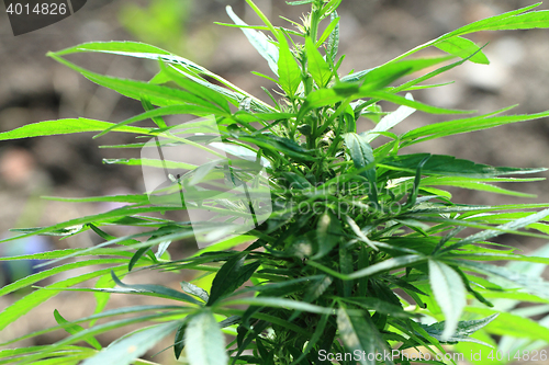 Image of green marijuana plant 