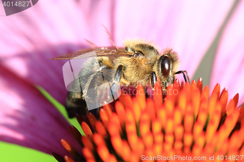 Image of bee and echinacea flower