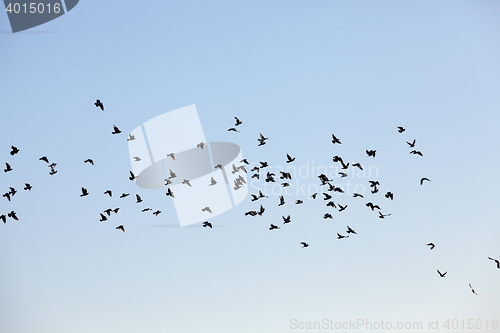 Image of birds flying in the sky