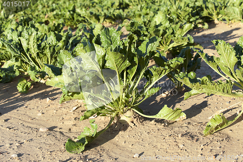 Image of beetroot in field