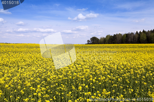 Image of flowering canola. Spring