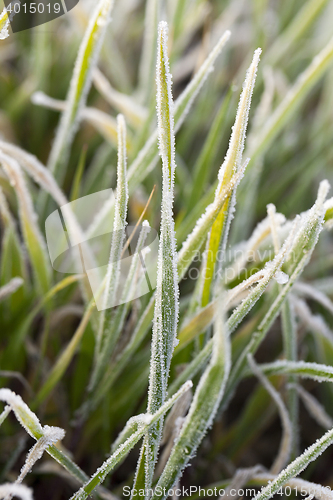 Image of young grass plants, close-up