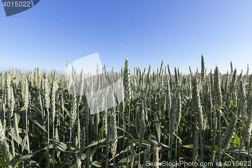 Image of agricultural field wheat