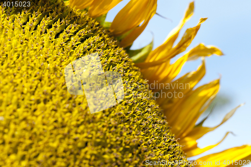 Image of photographed close-up of a sunflower