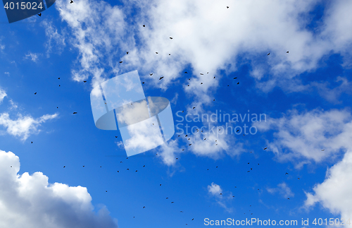 Image of birds flying in the sky