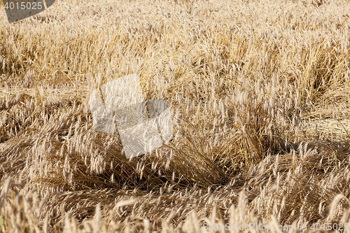 Image of ripe yellow cereals