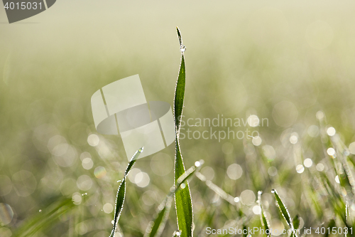 Image of young grass plants, close-up