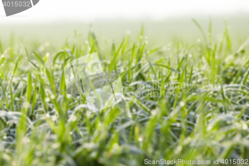 Image of young grass plants, close-up