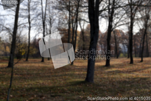 Image of autumn in the park