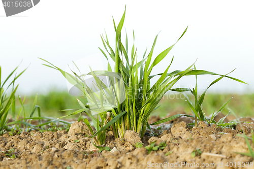 Image of young grass plants, close-up